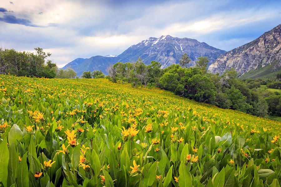 Orem Insurance - Grassy Field with Yellow Flowers and a Mountain Backdrop